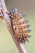 Fungus infecting Melitaea caterpillar