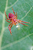 Red orb weaver spider