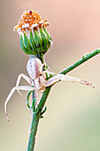 Flower crab spider