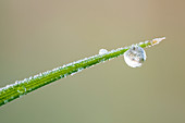 Frozen dew drop