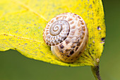 Garden snail hibernating