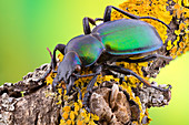 Green carabid beetle