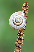 Ground snail