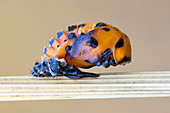 Ladybug pupa