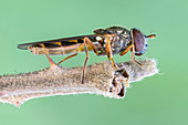 Melanostoma hover fly