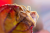 Nursery web spider