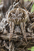 Camouflaged orbweaver spider