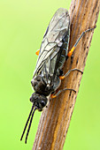 Sawfly dorsal
