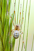 Sheetweb spider