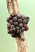 Shieldbug nymphs and eggs