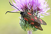 Six spot burnet moth