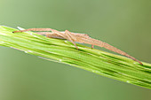 Slender crab spider lateral