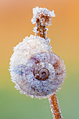 Frost-covered snail