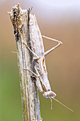 Camouflaged praying mantis