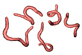 Ancylostoma hookworm, illustration