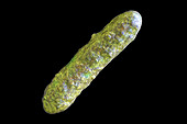 Bacterium, illustration