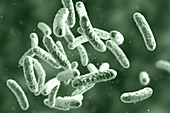 Bacteria, illustration