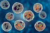 Gonorrhoeae bacteria inside neutrophils, illustration