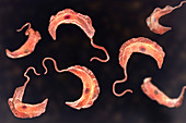 Sleeping sickness parasite, illustration