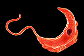 Sleeping sickness parasite, illustration