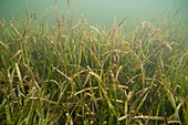 Healthy seagrass bed