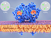 Bacterial dehalogenase enzyme, illustration