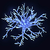 Protoplasmic astrocyte, illustration