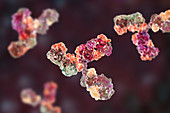 Immunoglobulin G antibody, molecular model