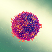 Measles Morbilliviruses, illustration