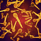 Tetanus bacteria, illustration