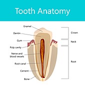 Tooth anatomy, illustration
