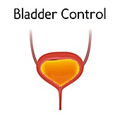 Bladder control, illustration