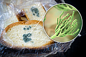 Bread with mould, composite image