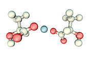 Calcium lactate, molecular model