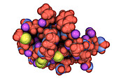 Molecule of scorpion chlorotoxin