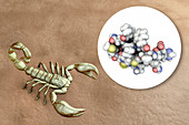 Molecule of scorpion chlorotoxin, composite image