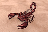 Scorpion, illustration