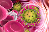 Human cytomegaloviruses in blood, illustration