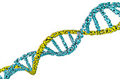 DNA molecule, illustration