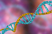 DNA molecule, illustration