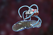 Medical nanorobot fighting with bacterium, illustration