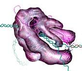 CRISPR-Cas9 gene editing complex, illustration