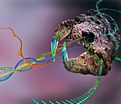 CRISPR-Cas9 gene editing complex, conceptual illustration