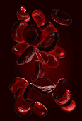 Red blood cells, illustration