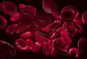 Red blood cells, illustration