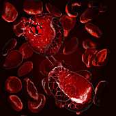 Disintegrating red blood cells, illustration