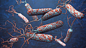 Cholera bacteria, illustration