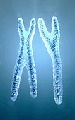 X and Y chromosomes, illustration