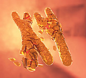 Defective X and Y chromosomes, illustration