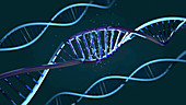 DNA molecules, illustration